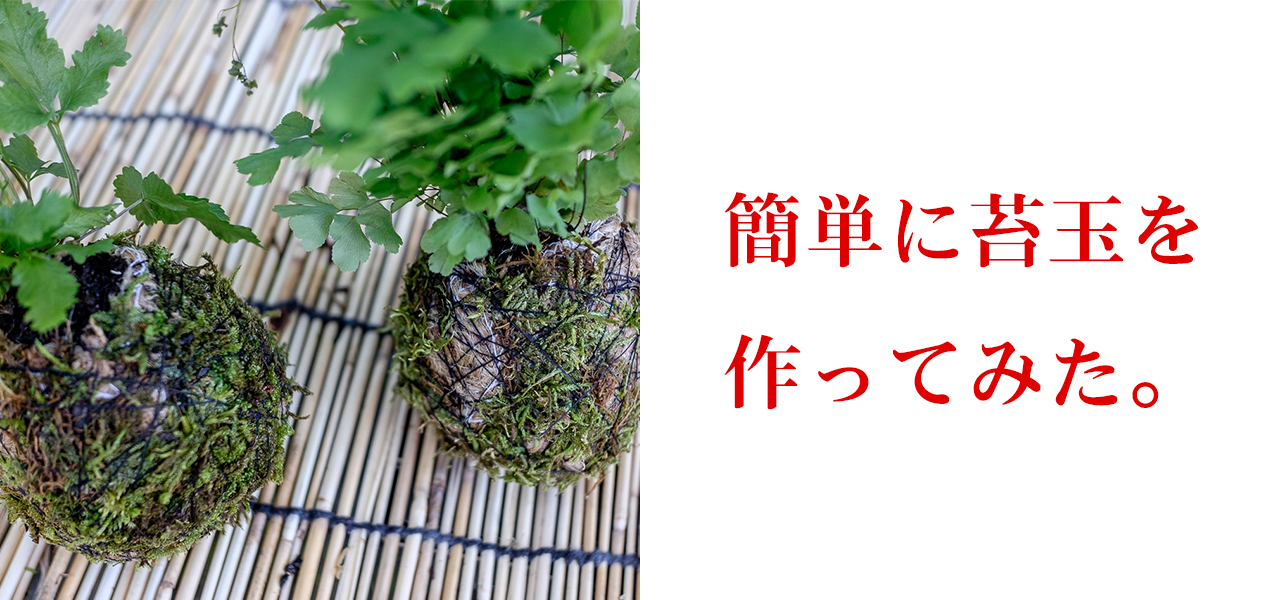 Diy 簡単な苔玉の作り方 100均でも材料が揃うよ Lurecrew